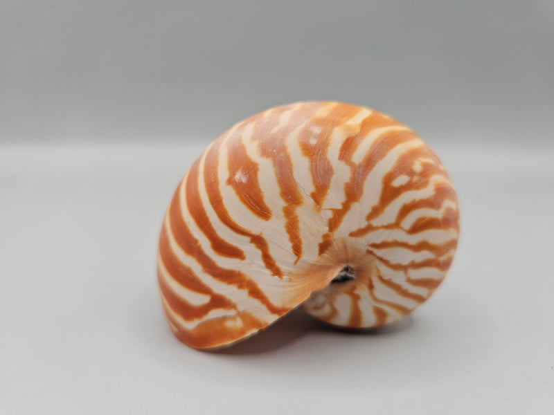 Chambered Tiger Nautilus shell, 2.8 inches wide, with brown stripes and spiral design, perfect for marine décor or collections.