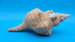 Rare Apricot Horse Conch Display Shell Premium Coastal Home Decor 11