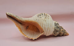Large natural horse conch shell with weathered beige tones and ribbed spiral, held in hand for scale