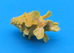 Golden yellow Cardium cardita shell with spiny texture from Bantayan Island for coastal décor display, approx. 1.3 inches
