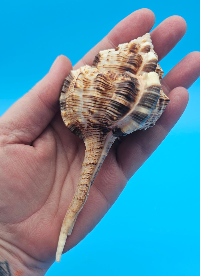  Bill Snipe shell with long tapered siphonal canal and dark brown ridges on a light cream base, placed on blue background