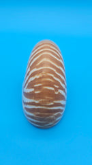 Tiger Nautilus Shell – Striking Natural Ocean Decor 3.6