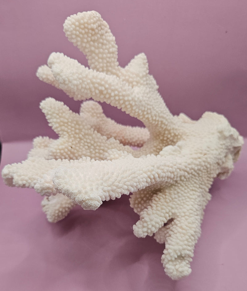 Vintage white cauliflower coral with intricate textures and branching structure, ideal for coastal and marine decor.