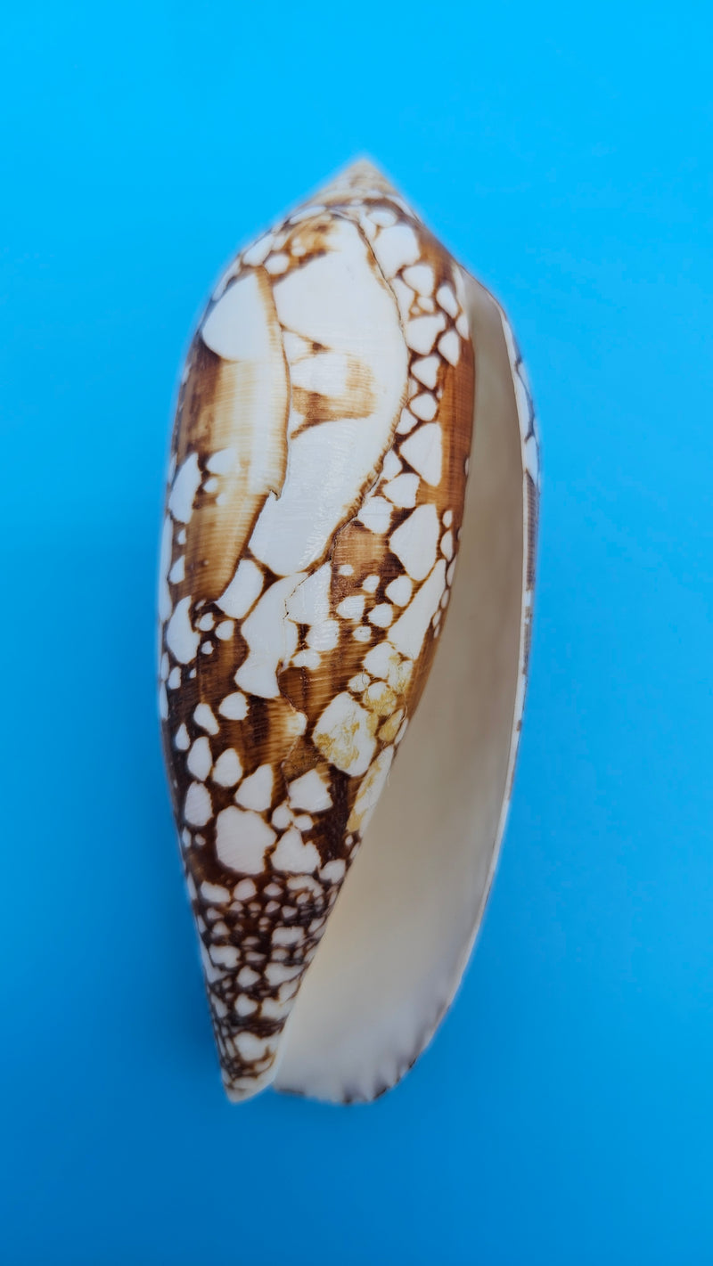  Conus pennaceus Feathered Cone shell with white markings over brown background, glossy 4-inch cone shell.
