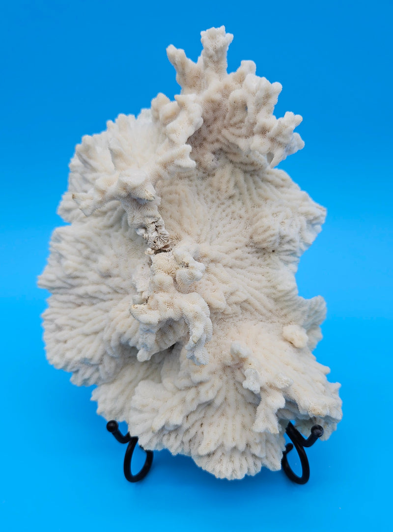 Merulina coral with ruffled fan shape and soft ivory texture on blue background