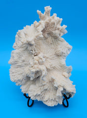 Merulina coral with ruffled fan shape and soft ivory texture on blue background