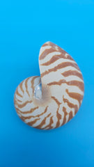 Tiger Nautilus Shell – Striking Natural Ocean Decor 3