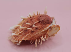  Hinged Spondylus shell with peach spines and ivory interior, 3 inches wide