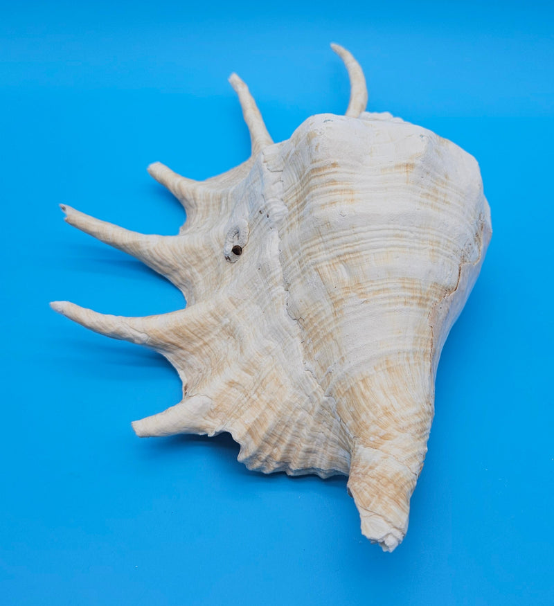 Extra large Lambis truncata display shell for coastal home decor - premium natural specimen