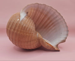 Large Tonna Shell – Natural Sea Shell for Coastal Decor & Collectors