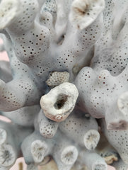 Vintage Blue Ridge Coral with blue-grey texture – 6.7 inch coastal display decor piece