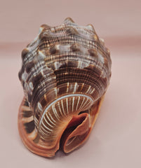 Bullmouth Cameo helmet shell with peach interior and textured dark outer ridges, measuring 7x5x4 inches