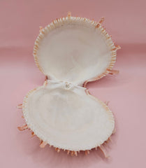 Large cream and peach Spondylus shell with spines and barnacle, measuring 5.3 inches wide