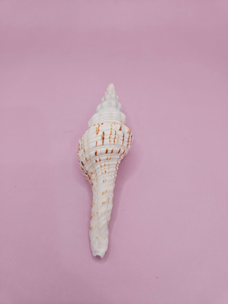 Close-up of a 3.7-inch Nicolas Spindle Shell, showcasing its natural spiral design and smooth surface. Accompanied by documentation, ideal for collectors and marine enthusiasts