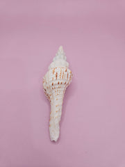 Close-up of a 3.7-inch Nicolas Spindle Shell, showcasing its natural spiral design and smooth surface. Accompanied by documentation, ideal for collectors and marine enthusiasts