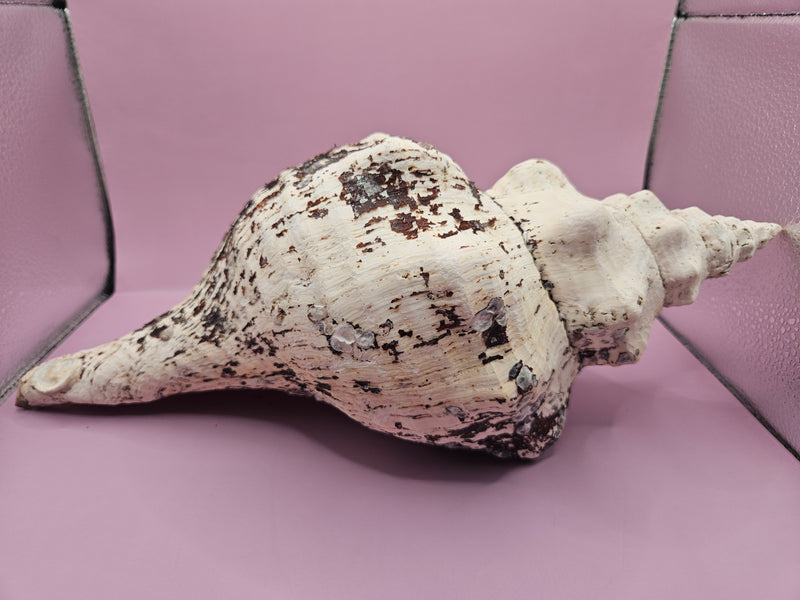 Horse Conch Shell-14.75"