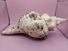 Horse Conch Shell-14.75