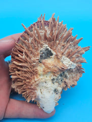  spiny Spondylus shell pair with purple tones, shown open and closed on bright blue background