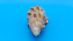 4.4-inch Cymatium pileare shell with brown and gold ribbed texture for coastal display décor