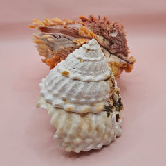 Trochus shell naturally fused to a spiny orange Spondylus shell, creating a bold textured sea display
