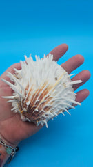 Hinged white Spondylus shell with long spines and orange accents, shown open and closed on blue background