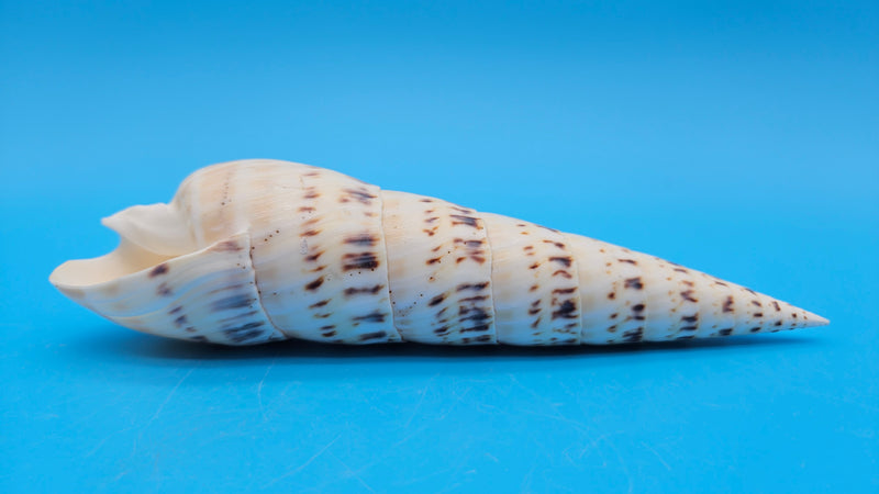 Marlin Spike display shell for coastal home décor – premium natural specimen