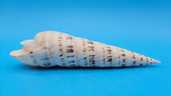 Marlin Spike display shell for coastal home décor – premium natural specimen