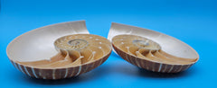 Set of matching Tiger Nautilus shell halves showing polished spiral interiors and pearly finish on blue background