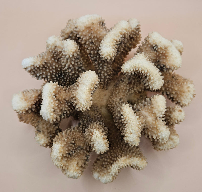 Vintage cauliflower coral specimen with branching texture and white tips, 8.75 inches wide