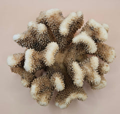 Vintage cauliflower coral specimen with branching texture and white tips, 8.75 inches wide