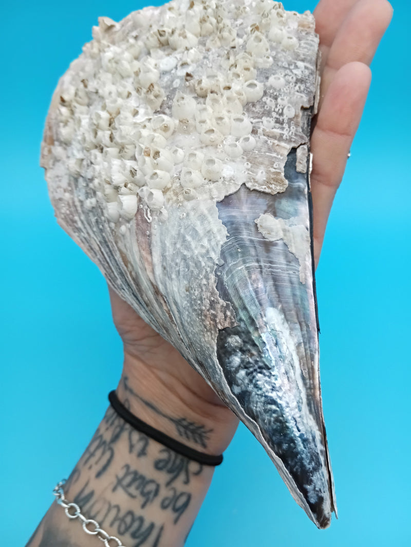 Top view of barnacle encrusted rigid pen shell 8.4" – coastal living display piece