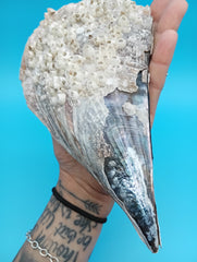 Top view of barnacle encrusted rigid pen shell 8.4