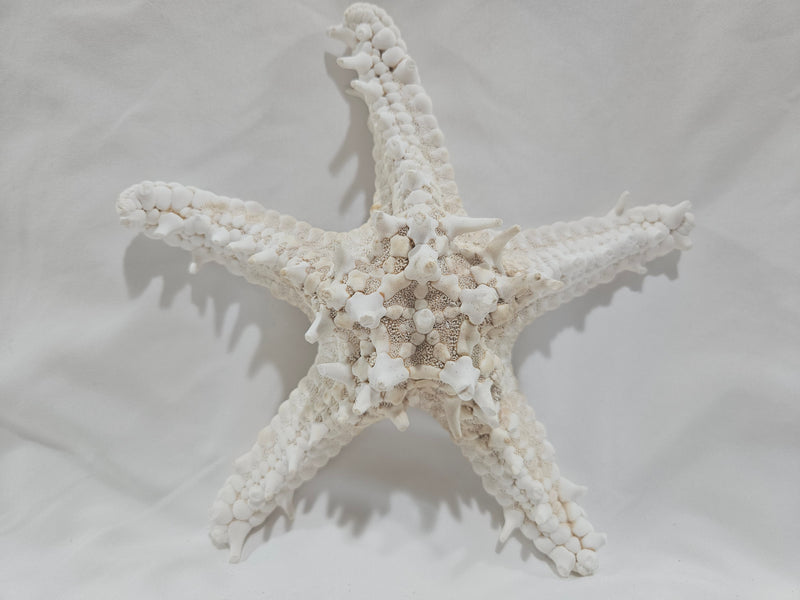 White Thorny Starfish 7.5"