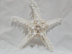 White Thorny Starfish 7.5