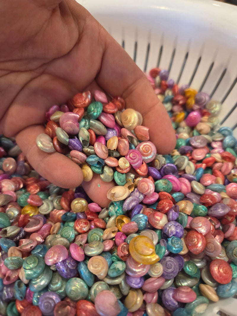 Bulk Dyed Pastel Umbonium Shells – Button Snail Craft Shells for DIY & Decor