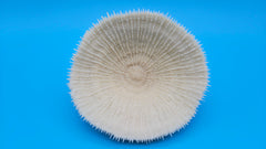Vintage white mushroom coral measuring 5.4x4.9x2.7 inches. Elegant radial design and natural white color, perfect for coastal décor and marine collections.