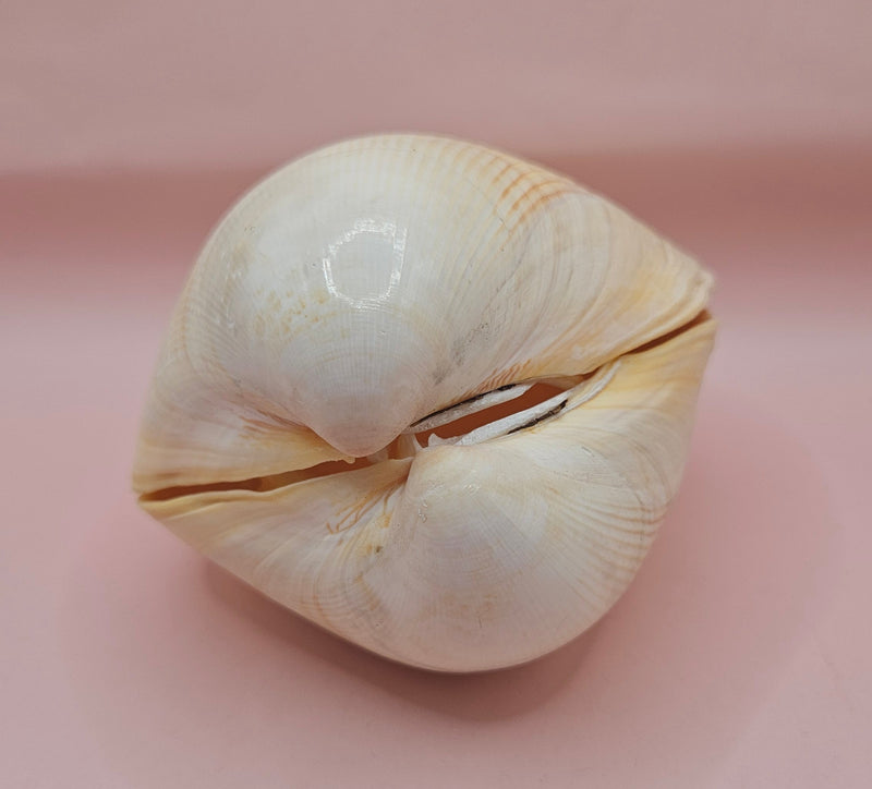 Natural cockle shell pair with deep ridges and creamy tones for coastal home display decor