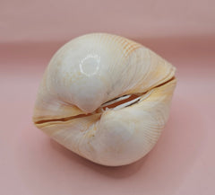 Natural cockle shell pair with deep ridges and creamy tones for coastal home display decor