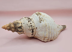 Large natural horse conch shell with weathered beige tones and ribbed spiral, held in hand for scale