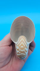 Tiger Nautilus Shell – Striking Natural Ocean Decor 3