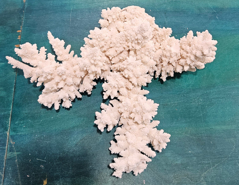 Large vintage white branch coral specimen measuring 13.5 inches displayed on a counter