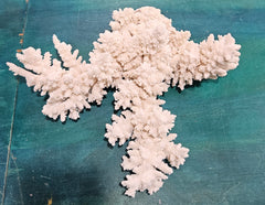 Large vintage white branch coral specimen measuring 13.5 inches displayed on a counter