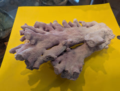 Purple Hydrocoral Fragment - 5x3.5x2
