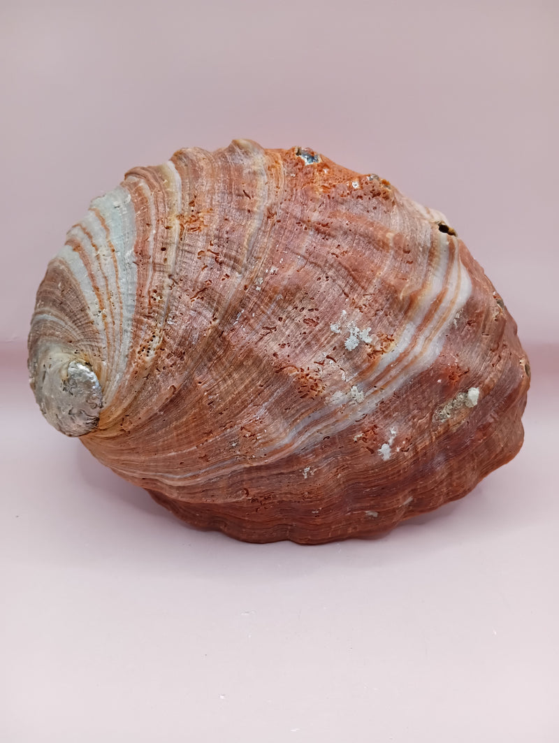 Red Abalone Shell with Iridescent Interior – 8.5" Coastal Display Shell