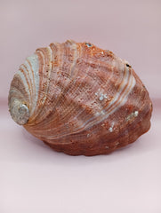 Red Abalone Shell with Iridescent Interior – 8.5
