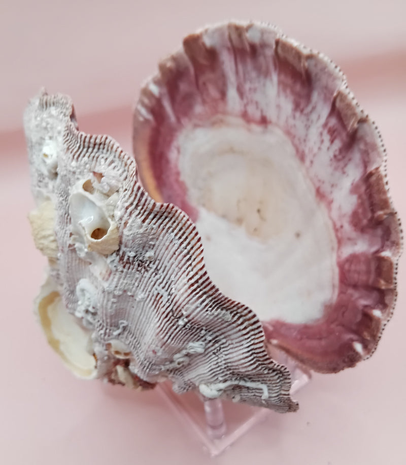 Barnacle-encrusted Lion's Paw seashell pair, 5.9x5.3 inches – natural marine texture