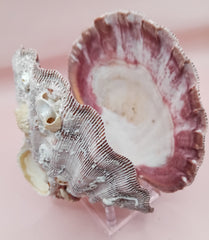 Barnacle-encrusted Lion's Paw seashell pair, 5.9x5.3 inches – natural marine texture
