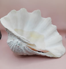 Giant clam shell half 11.7 inches – coastal decor centerpiece