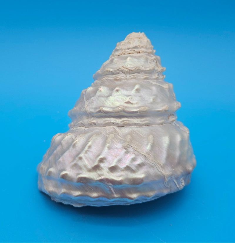 Pearled Astraea undosa shell with iridescent finish and knobby ridged spiral surface on bright blue background