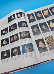 First edition Compendium of Seashells hardcover book by R. Tucker Abbott & S. Peter Dance, 1982 edition with full-color marine shell photography.